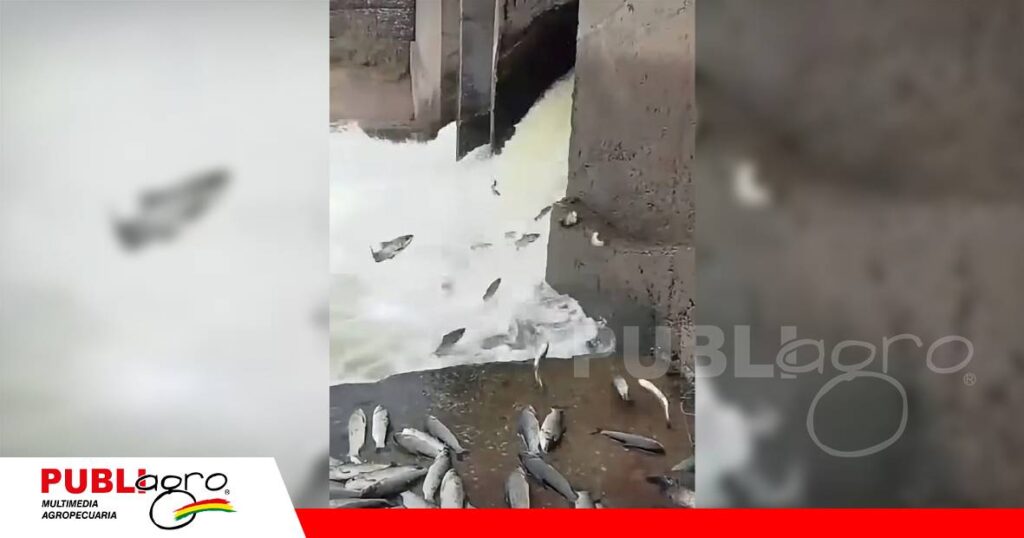 Una infraestructura vial construida en la Ruta 28 de Argentina, a la altura del bañado La Estrella, mantiene bloqueada la migración natural del sábalo en el río Pilcomayo. FOTO: RRSS
