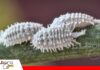 Cochinilla harinosa: detectar los primeros focos permite controlar su avance en los cultivos Cochinilla harinosa: una plaga que puede debilitar los cultivos/ Foto: Internet