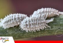 Cochinilla harinosa: detectar los primeros focos permite controlar su avance en los cultivos Cochinilla harinosa: una plaga que puede debilitar los cultivos/ Foto: Internet