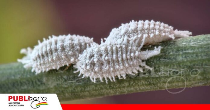 Cochinilla harinosa: una plaga que puede debilitar los cultivos/ Foto: Internet