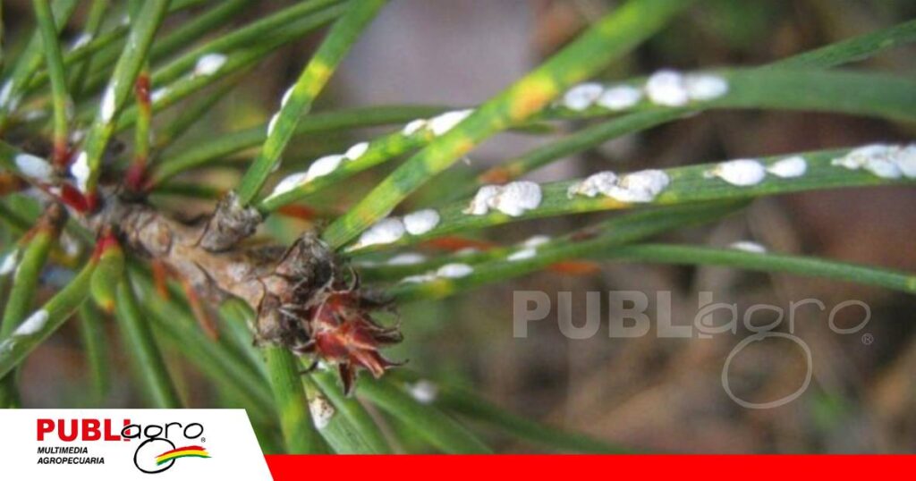La cochinilla harinosa se esconde en brotes y frutos/ Foto: Internet