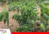 Porongo muestra su potencial cafetalero con producción de café de especialidad en El Hondo El café gana terreno en Porongo con un proyecto que apunta a 20 hectáreas/ Foto: Gobierno de Porongo