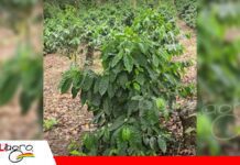 Porongo muestra su potencial cafetalero con producción de café de especialidad en El Hondo El café gana terreno en Porongo con un proyecto que apunta a 20 hectáreas/ Foto: Gobierno de Porongo
