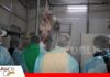 Faena de búfalo muestra las particularidades del procesamiento y el potencial de sus cortes comerciales Carne de búfalo destaca por su aporte de hierro, bajo contenido graso/ Foto: Publiagro