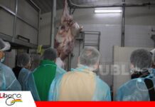 Faena de búfalo muestra las particularidades del procesamiento y el potencial de sus cortes comerciales Carne de búfalo destaca por su aporte de hierro, bajo contenido graso/ Foto: Publiagro