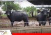 Búfalos alcanzan hasta 90% de parición muestran mayor eficiencia productiva en campos subtropicales El búfalo puede superar al vacuno en producción de carne en zonas subtropicales/ Foto: Publiagro