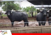 Búfalos alcanzan hasta 90% de parición muestran mayor eficiencia productiva en campos subtropicales El búfalo puede superar al vacuno en producción de carne en zonas subtropicales/ Foto: Publiagro