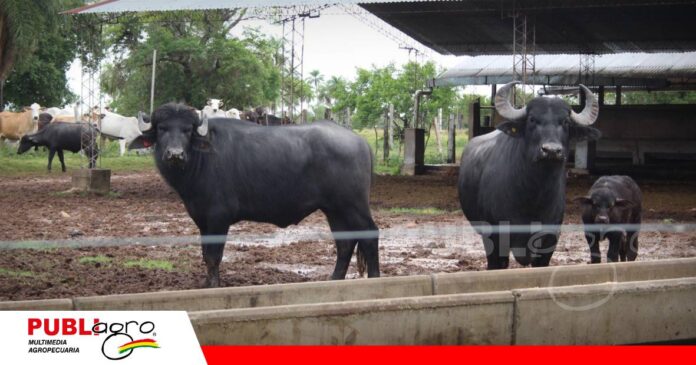 El búfalo puede superar al vacuno en producción de carne en zonas subtropicales/ Foto: Publiagro