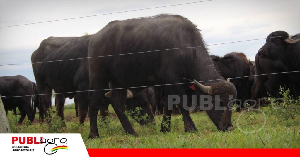 El búfalo gana terreno como alternativa para producir más carne/ Foto: Publiagro