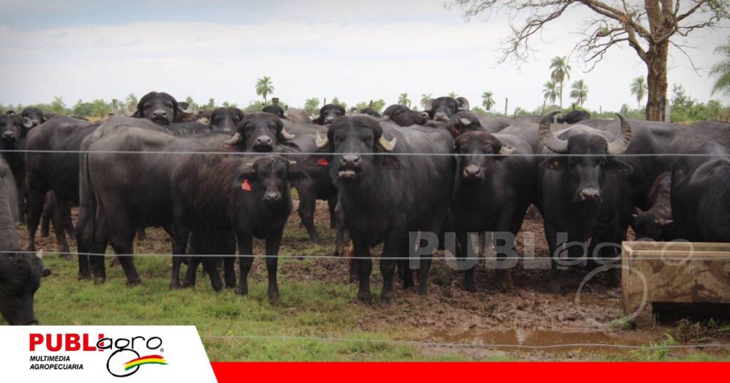 El búfalo puede duplicar la producción de carne por hectárea/ Foto: Publiagro