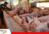ADEPOR: “Desde que entró este Gobierno lo único que hemos hecho ha sido perder plata” Porcinocultores advierten que el diésel a Bs 18 eleva sus costos/ Foto: Internet