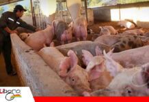 ADEPOR: “Desde que entró este Gobierno lo único que hemos hecho ha sido perder plata” Porcinocultores advierten que el diésel a Bs 18 eleva sus costos/ Foto: Internet