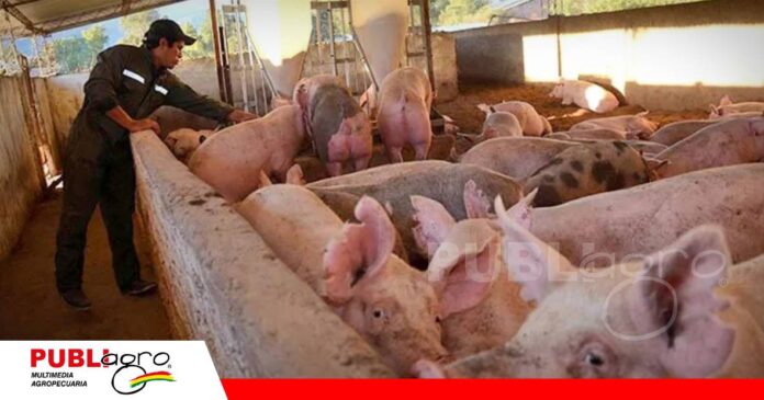 Porcinocultores advierten que el diésel a Bs 18 eleva sus costos/ Foto: Internet