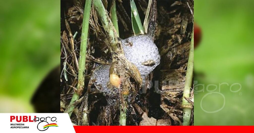 El salivazo puede debilitar los pastos/ Foto: Internet