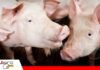 Las enfermedades respiratorias generan retrasos en el crecimiento y mayores costos en la producción porcina Problemas respiratorios en porcinos pueden reducir la eficiencia productiva/ Foto: Internet