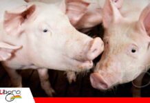 Las enfermedades respiratorias generan retrasos en el crecimiento y mayores costos en la producción porcina Problemas respiratorios en porcinos pueden reducir la eficiencia productiva/ Foto: Internet