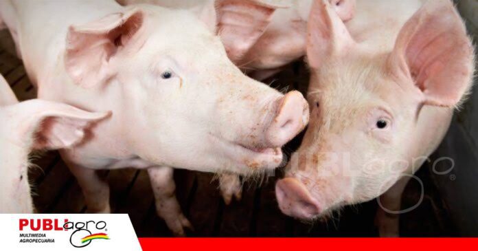 Problemas respiratorios en porcinos pueden reducir la eficiencia productiva/ Foto: Internet