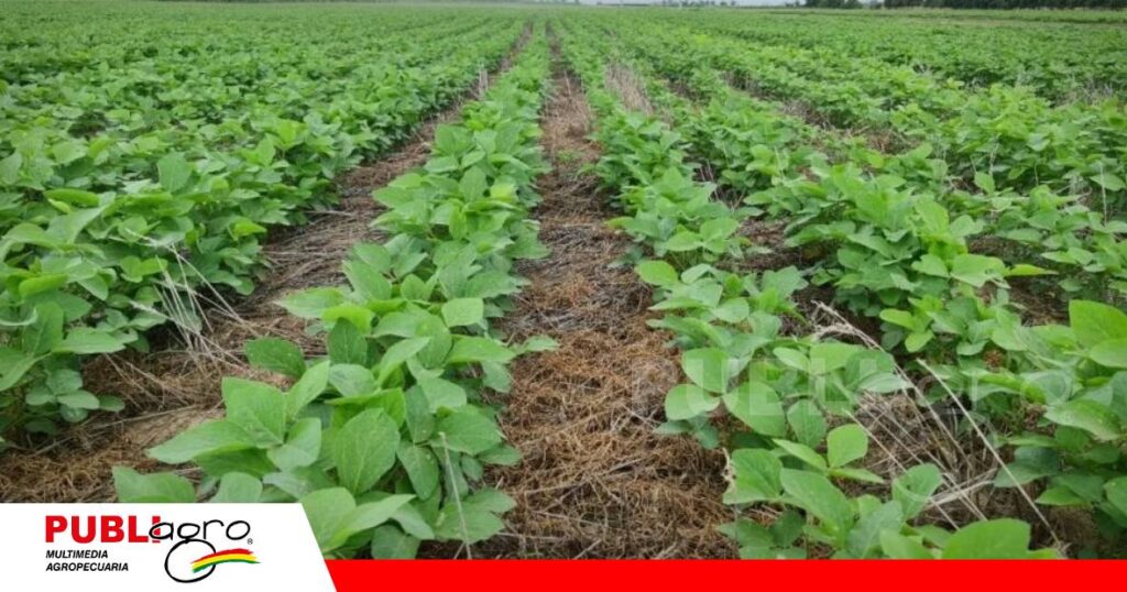 Advierte una reducción en la producción agrícola de verano/ Foto: Internet