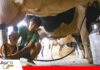 FEDEPLE pide herramientas para sostener la recuperación del sector lechero FEDEPLE pide herramientas para sostener la recuperación del sector lechero/ Foto: Internet