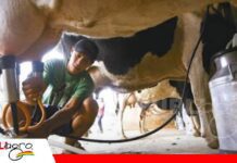 FEDEPLE pide herramientas para sostener la recuperación del sector lechero FEDEPLE pide herramientas para sostener la recuperación del sector lechero/ Foto: Internet