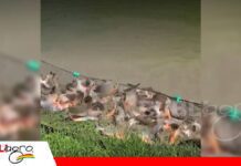 De una pequeña poza a dos estanques de peces: la historia productiva de don Berto Bautista Cría pacú y sábalo, atiende a clientes que llegan por pescado fresco/ Foto: Gobierno Autónomo Municipal de Porongo