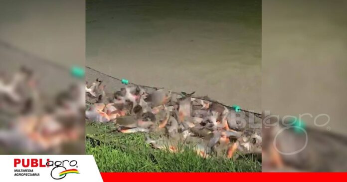 FOTO NOTAS WEB - 2026-10-11T090126.534 Cría pacú y sábalo, atiende a clientes que llegan por pescado fresco/ Foto: Gobierno Autónomo Municipal de Porongo