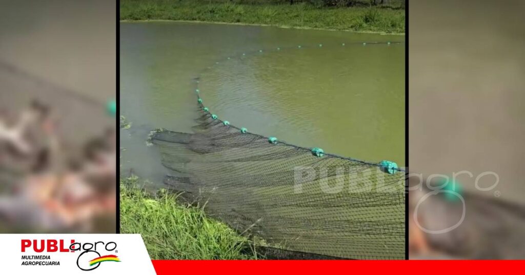 FOTO NOTAS WEB - 2026-10-11T090156.818 Amplió su criadero de peces tras comenzar con una pequeña poza/ Foto: Gobierno Autónomo Municipal de Porongo