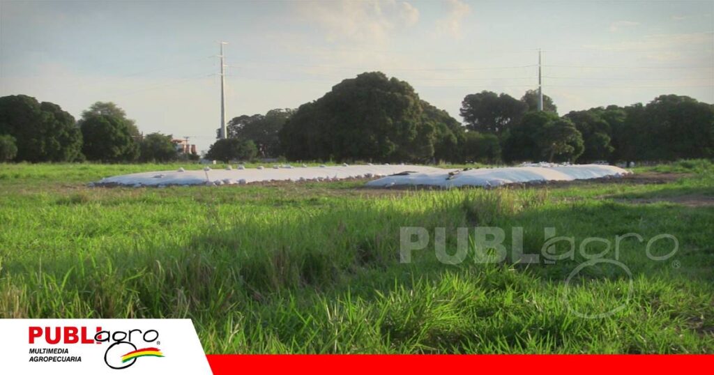FOTO NOTAS WEB - 2026-10-11T090322.774 El centro contará con pasturas y ensilaje para alimento del ganado/ Foto: Publiagro