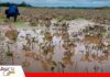 Lluvias comprometen la producci贸n de soya, ca帽a y arroz en Fern谩ndez Alonso Fern谩ndez Alonso advierte p茅rdidas agr铆colas por las intensas lluvias/ Foto: Internet