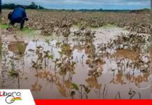 Lluvias comprometen la producción de soya, caña y arroz en Fernández Alonso Fernández Alonso advierte pérdidas agrícolas por las intensas lluvias/ Foto: Internet