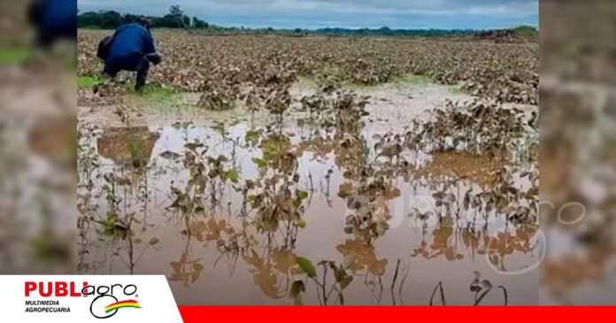 Fernández Alonso advierte pérdidas agrícolas por las intensas lluvias/ Foto: Internet