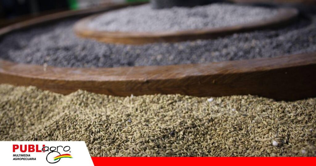 Semillas de pasto/ Foto: Publiagro
