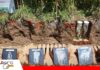 Xilema y floema: la red que transporta agua y nutrientes en las plantas El xilema y el floema conectan raíces, tallos, hojas y frutos/ Foto: Publiagro