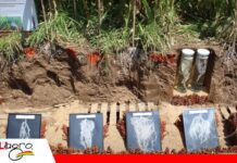 Xilema y floema: la red que transporta agua y nutrientes en las plantas El xilema y el floema conectan raíces, tallos, hojas y frutos/ Foto: Publiagro