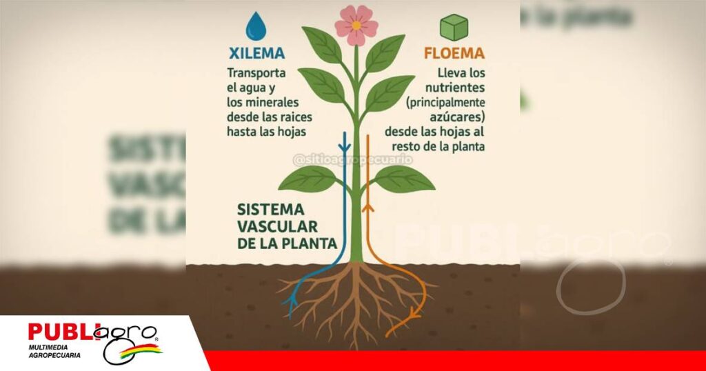 FOTO NOTAS WEB - 2026-10-12T171255.660 Ambos sistemas vasculares cumplen funciones esenciales/ Foto: Sitio Agropecuario