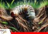 Bajo tierra, la gallina ciega debilita los cultivos desde sus raíces Gallina ciega: el ciclo de una plaga que vive bajo el suelo/ Foto: IA