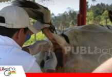 Tuberculosis bovina: diagnóstico y prevención para proteger al ganado Innovación y tecnología también es clave para combatir la tuberculosis/ Foto: Internet