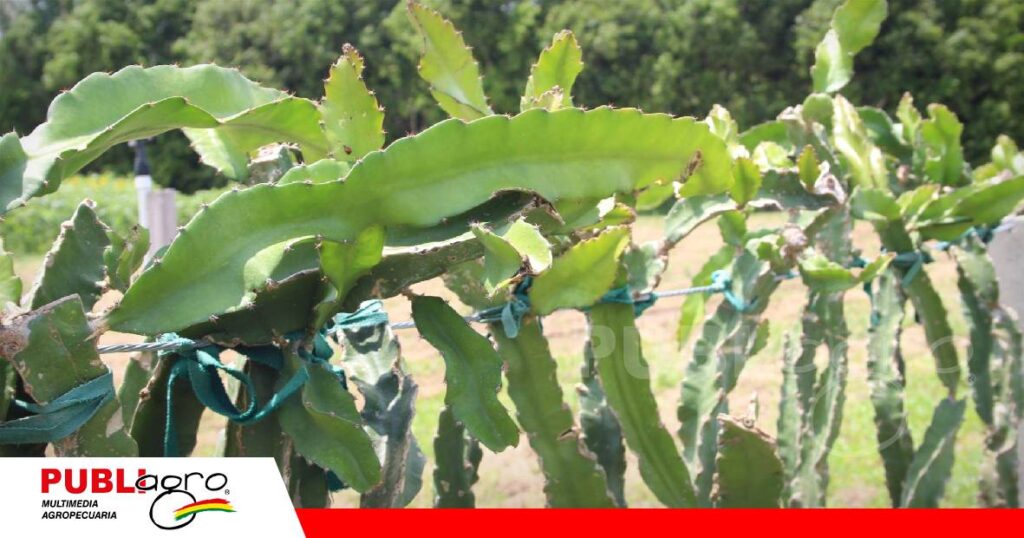 La pitahaya llega a Agro Vidas/ Foto: Publiagro
