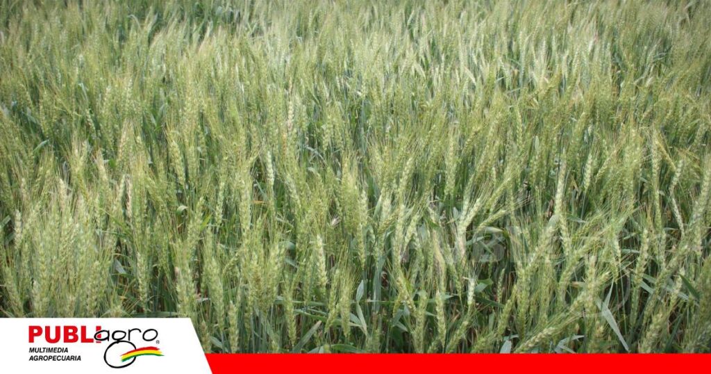 Se mostrarán variedades en semillas de trigo/ Foto: Publiagro