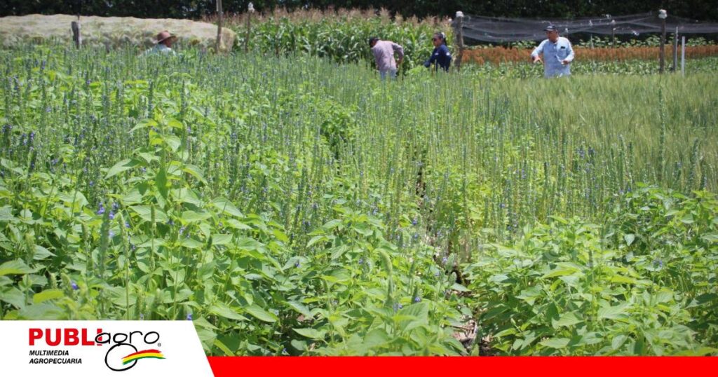 Chia y variedad de cultivos de servicios/ Foto: Publiagro