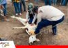 Brucelosis bovina: Bolivia apunta a mejorar el control sanitario Bolivia busca establecer la prevalencia de la brucelosis bovina/ Foto: Senasag
