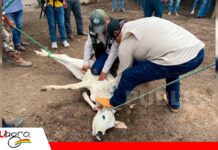 Brucelosis bovina: Bolivia apunta a mejorar el control sanitario Bolivia busca establecer la prevalencia de la brucelosis bovina/ Foto: Senasag
