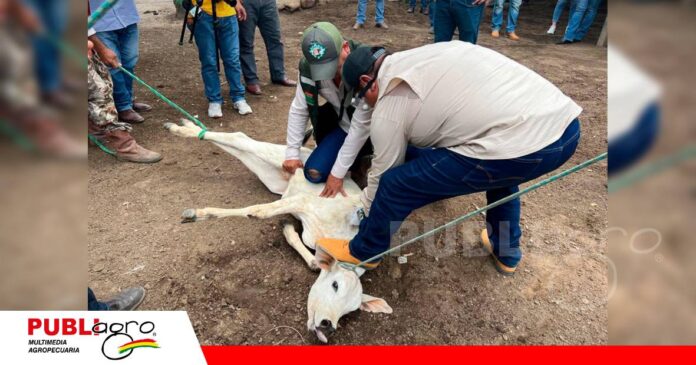 FOTO NOTAS WEB - 2026-10-14T063820.592 Bolivia busca establecer la prevalencia de la brucelosis bovina/ Foto: Senasag