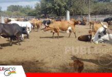 Fegasacruz rechaza marchas y bloqueos por sus efectos negativos en la producción Justiniano, consideró que las amenazas de movilización van en contra de la productividad/ Foto: Eju