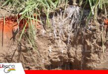 La microbiología del suelo, un aliado para mejorar la nutrición y productividad de los cultivos Microorganismos del suelo, aliados de la productividad agrícola/ Foto: Publiagro