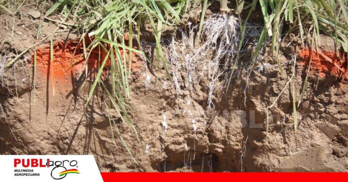 FOTO NOTAS WEB - 2026-10-14T151129.054 Microorganismos del suelo, aliados de la productividad agrícola/ Foto: Publiagro