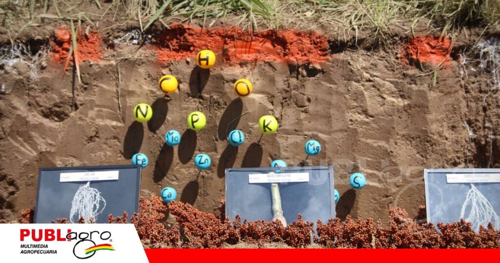 FOTO NOTAS WEB - 2026-10-14T151150.563 La actividad biológica contribuye a aprovechar mejor el nitrógeno y el fósforo/ Foto: Publiagro