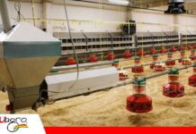 El mantenimiento de galpones climatizados protege el rendimiento avícola Sensores y ventilación, fundamentales para el manejo de galpones climatizados/ Foto: Internet