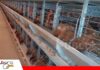 El control ambiental determina la productividad en galpones de ponedoras La capacitación del personal mejora el manejo de gallinas ponedoras/Foto: Internet