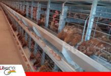 El control ambiental determina la productividad en galpones de ponedoras La capacitación del personal mejora el manejo de gallinas ponedoras/Foto: Internet